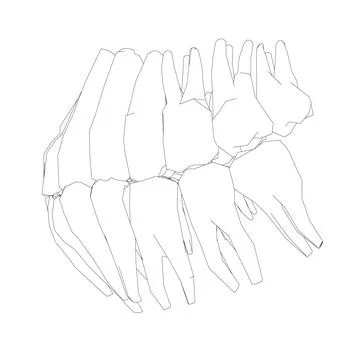 Teeth contour. Hand drawn different types of human tooth collection. Dentist Stock Illustration