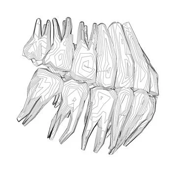 Teeth contour. Hand drawn different types of human tooth collection. Dentist Stock Illustration