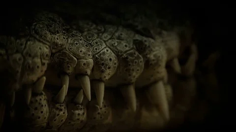 The teeth of the crocodile close-up Stock Footage 82146104