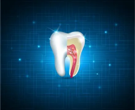 Teeth cross section beautiful illustration Stock Illustration