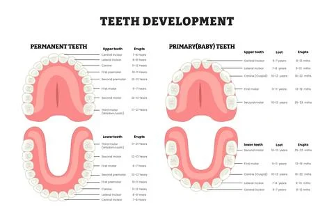 Teeth development infographic diagram with permanent and primary (baby) tee.. Stock-Illustration
