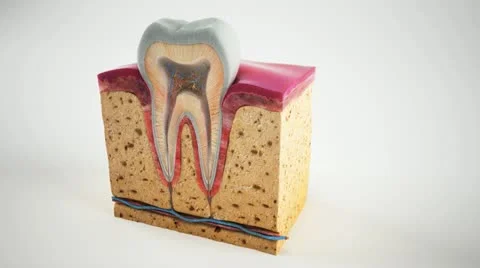 Teeth Diagram Stock Footage 21435188