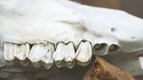 The teeth fossil of the dinosaur skeleton Stock Footage 141102771