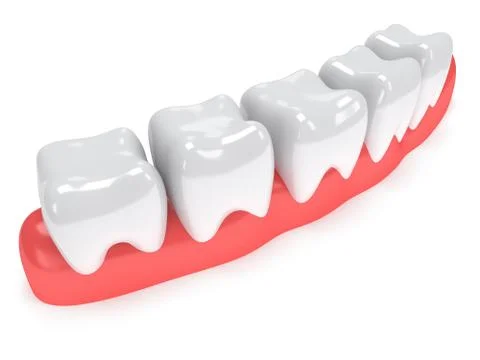 Teeth on gingiva isolated on white back. 스톡 일러스트