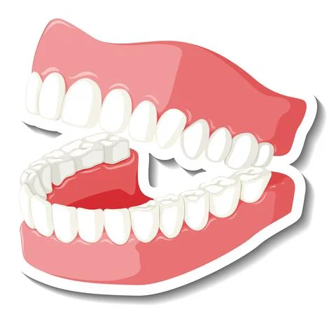 Teeth with gum model on white background Ilustración de archivo