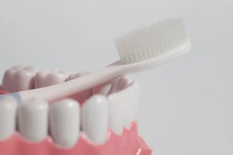 Teeth human model with white toothbrush. Foto stock