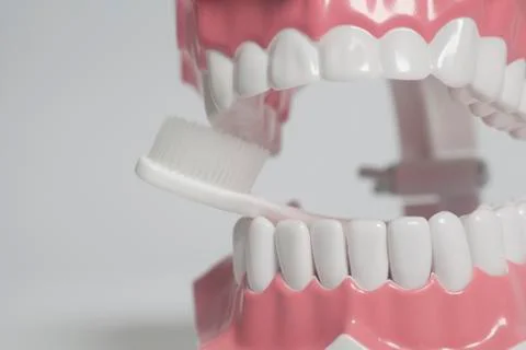 Teeth human model with white toothbrush. 스톡 사진