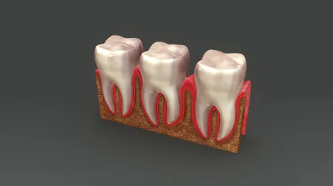 Teeth, The human teeth function to mechanically break down items of food Stock Footage 68901797