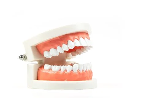 Teeth model isolated on white background, High definition Stock Photos