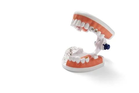 Teeth model isolated on white Stock Photos