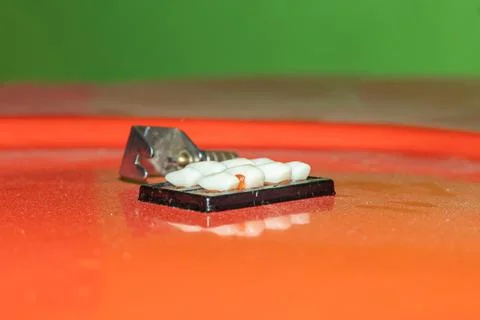 Teeth model or demo is a great tool for students learning Foto stock