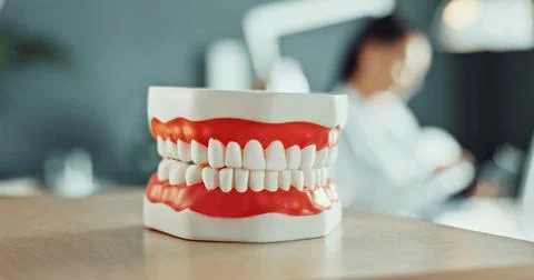 Teeth, model or mold in dentist office for oral hygiene demonstration, medical Stock Photos