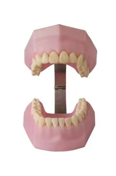 Teeth model Stock Photos