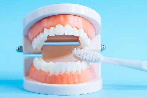Teeth model with toothbrush on blue background Stock Photos