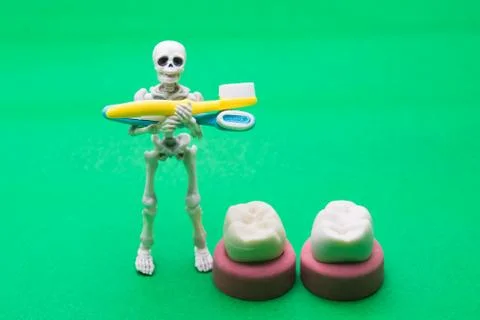 Teeth models of different human jaws with skeleton Stock Photos