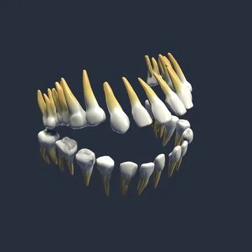 Teeth molar 3D Model