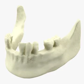 3D Model: Teeth Mold ~ Buy Now #91427641