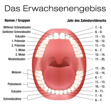 Teeth Names Eruption Chart German Illustrazione stock