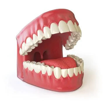 Teeth or dentures isolated on white. Open human upper and lower jaw. Teeth... Stock Photos