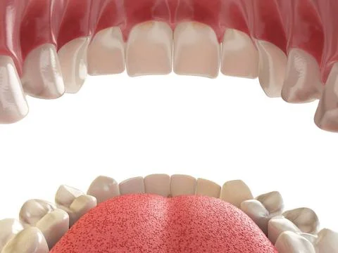 Teeth or dentures. Open human mouth upper and lower jaw. Teeth or dentures... Stock Photos