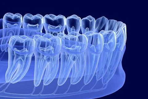Teeth root anatomy, Xray view. Medically accurate dental 3D illustration Stock Illustration