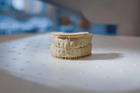 Teeth sample for dental study on table Stock Photos