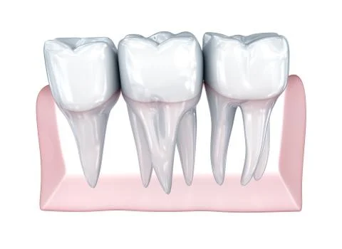 Teeth on white background. Concept icon.  Medically accurate 3D illustration Stock Illustration