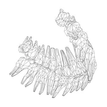 Teeth wireframe. Hand drawn different types of human tooth collection. Dentis Stock Illustration