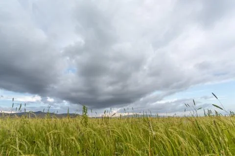 Teff field Stock Photos