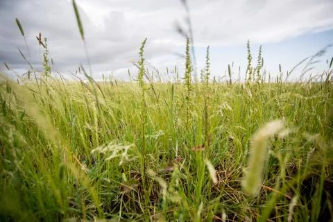 Teff field 스톡 사진