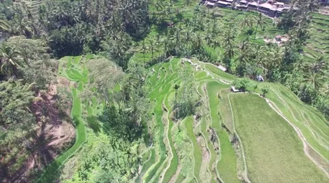 Tegalalan rice paddy Video stock 58667247