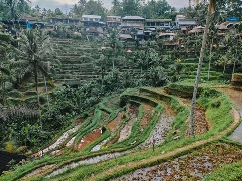 Tegalalang Stock Photos