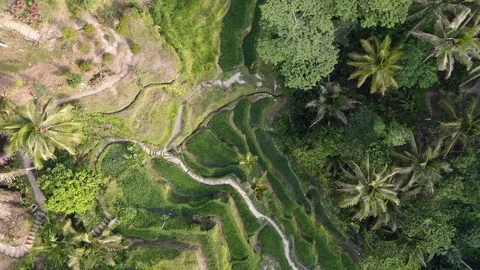 Tegalalang Rice Terrace or paddy in Bali, Indonesia Stock Footage 120878053