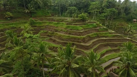 Tegalalang Top Angle Side Track Drone Shot Stockbeeldmateriaal 345697718