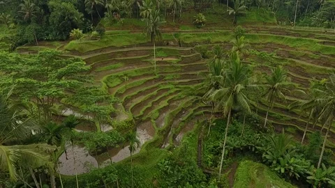 Tegalalang Top Angle Track In Drone Bali Stockbeeldmateriaal 345695792