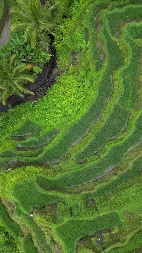 Tegallaland from above up Stock Footage 239541300