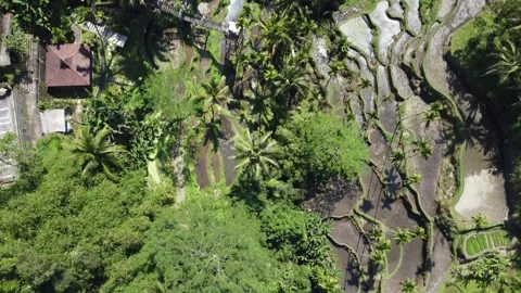 Tegallalang flyover Stock Footage 257203060