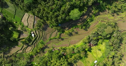 Tegallalang paddy rice terrace fields aerial top down drone Bali Ubud Stock Footage 301229592