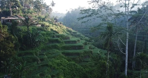 Tegallalang Rice Fields Bali Indonesia 動画素材 100108853