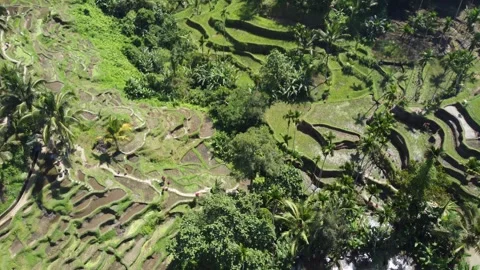 Tegallalang rice fields flyover Stock Footage 257203068