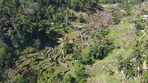 Tegallalang rice fields flyover Stock Footage 257203221
