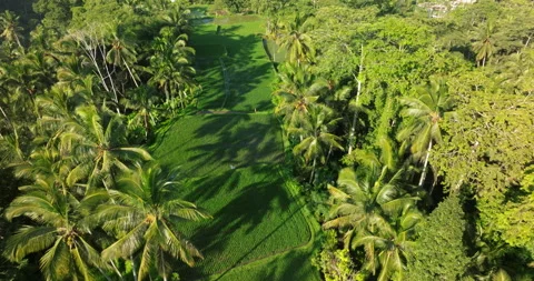 Tegallalang rice terrace fields between palm trees jungle aerial drone Bali Stock Footage 301227537