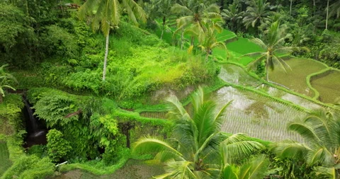 Tegallalang rice terrace green fields palm trees jungle aerial drone Bali Stock Footage 301628552
