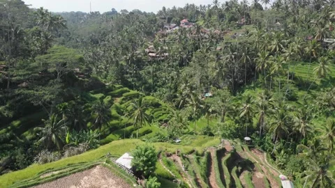 Tegallalang Rice Terraces in Ubud Bali from a drone Stock Footage
