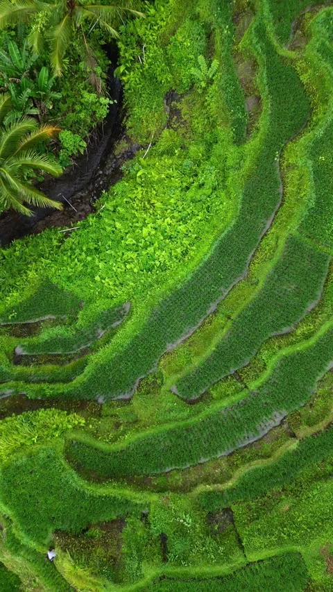 Tegallalang seen from above going down 스톡 동영상 239597076