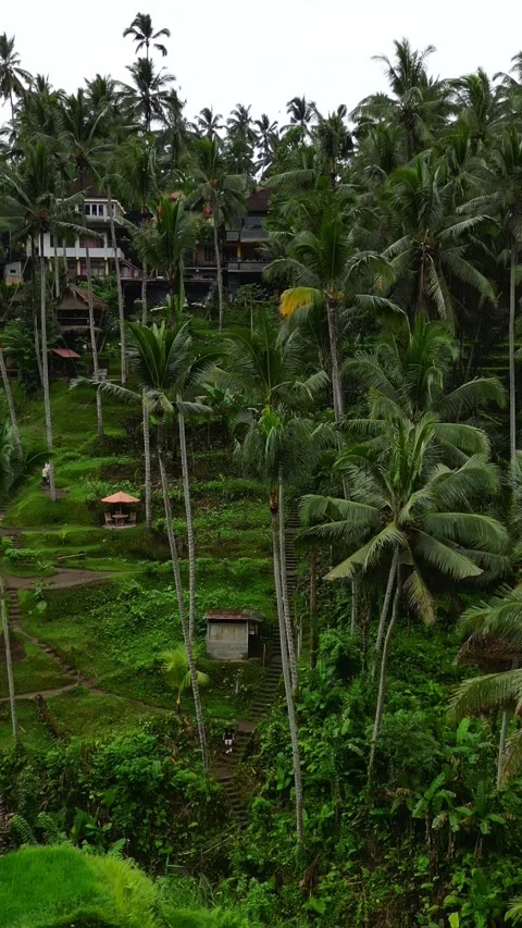 Tegallalang11 Stock Footage 239630378
