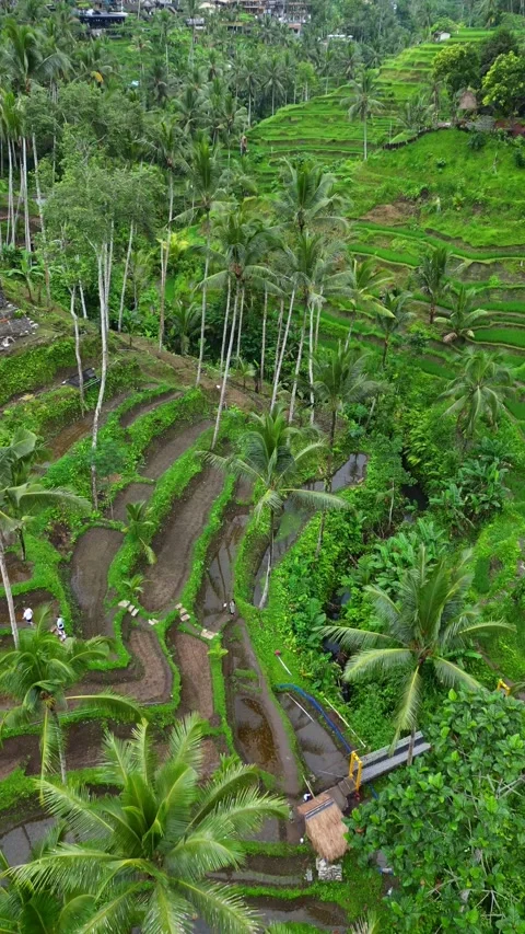 Tegallalang2 Stock Footage 239538235