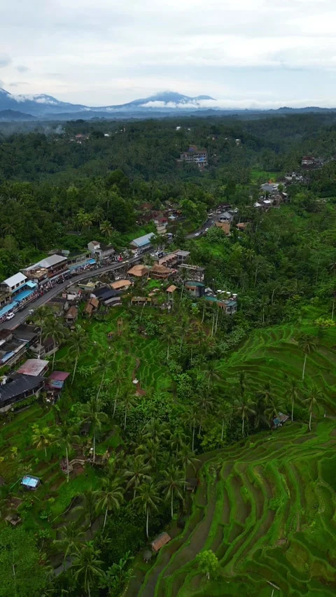 Tegallalang3 Stock Footage 239630515