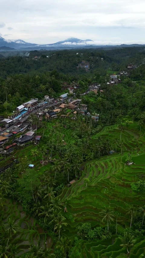 Tegallalang4 스톡 동영상 239630380