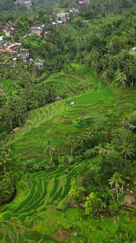 Tegallalang5 스톡 동영상 239630276